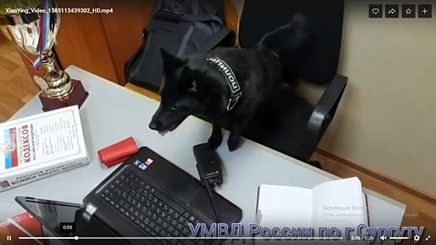 Полиция Сургута снимает сериал с собаками в главной роли