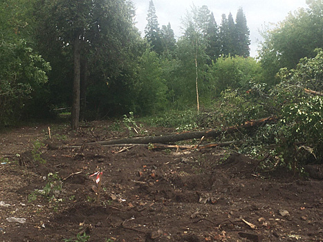 В историческом парке Тобольска вырубают деревья