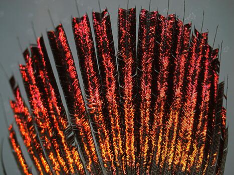 Секрет яркости перьев колибри раскрыт