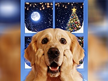 Под Новый год выйдет фильм для собак и их хозяев