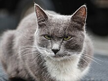 У «Аэрофлота» опять возникли проблемы с котами