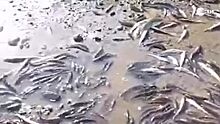 В Магадане выброшенную на берег рыбу начали собирать руками