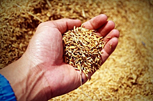 В Нижегородской области было собрано в этом году более двух миллионов тонн зерна