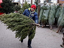 Названы плюсы и минусы натуральных и искусственных елей