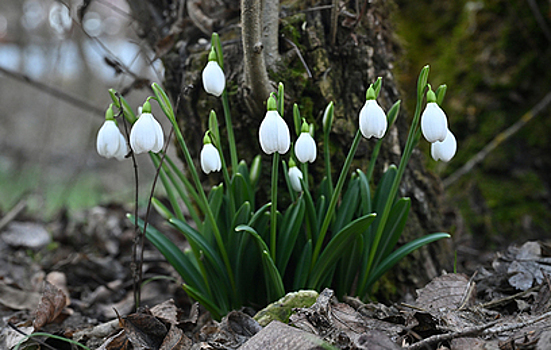 На юге Крыма распустились подснежники