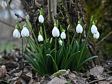 На юге Крыма распустились подснежники