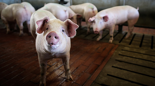 В российском регионе ввели карантин из-за чумы свиней