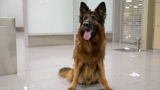 Служебного пса Зевса проводили на пенсию после службы на Домодедовской таможне