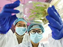 Китайские ученые смогут остановить глобальный голод на Земле