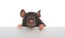 Люди-Крысы: гении и революционеры