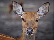 Дикие косули носятся по улицам Куйбышева