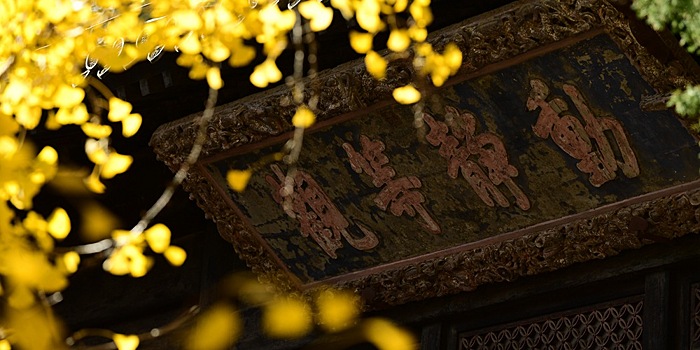 Тысячелетнее дерево гинкго в окрестностях Пекина