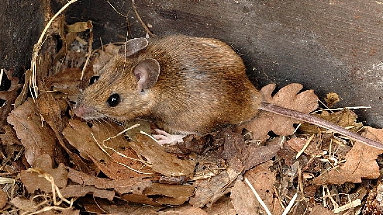 В Хоперском заповеднике обнаружена гигантская мышь