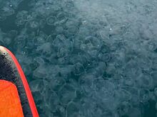 Море в Анапе кишит медузами: видео