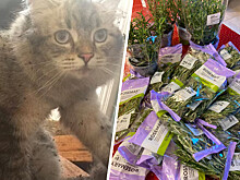 Кошка заказала 19 пакетов розмарина в интернет-магазине