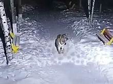 В Хабаровском крае люди боятся выходить из дома из-за гуляющего по улицам тигра