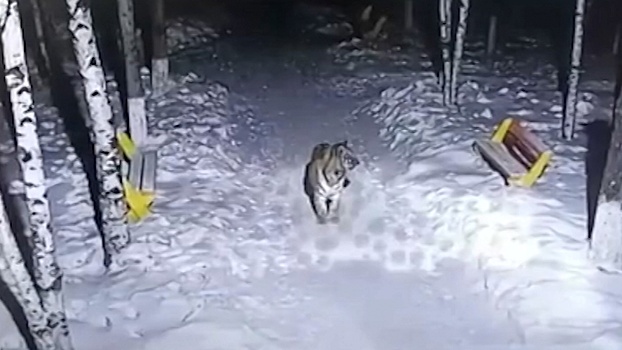 В Хабаровском крае люди боятся выходить из дома из-за гуляющего по улицам тигра