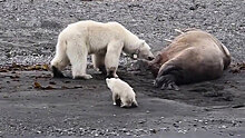 Истощенная белая медведица не смогла накормить медвежонка «ожившим» моржом: видео
