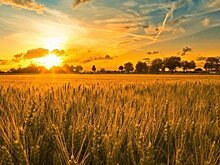 Исследователи рассказали, какие продукты защитят от солнца