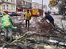 В Нижнем Новгороде сильный ветер повалил более 200 деревьев