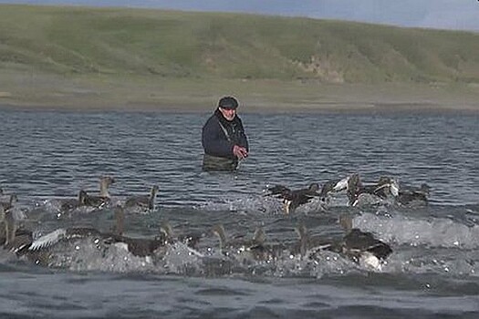 Российские озера в Арктике очистят с помощью птичьего помета