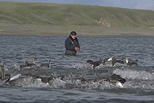 Российские озера в Арктике очистят с помощью птичьего помета