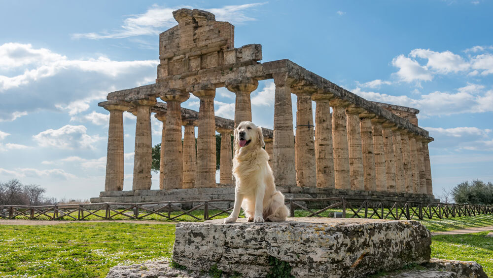 Первые одомашненные собаки в Европе появились на 3000 лет раньше, чем считалось.