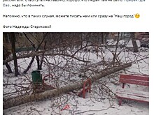 Упавшее дерево сломало лавочку на Пулковской