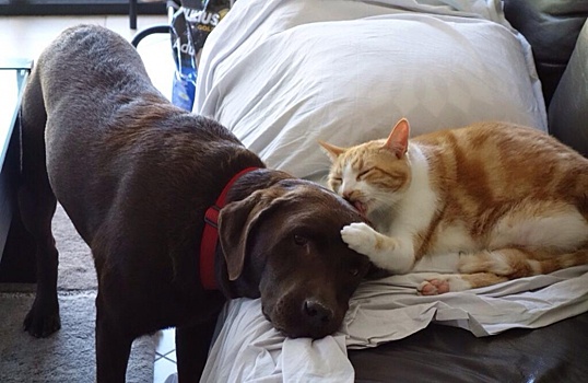 Костромских котов и собак спасли от фальсифицированных лекарств