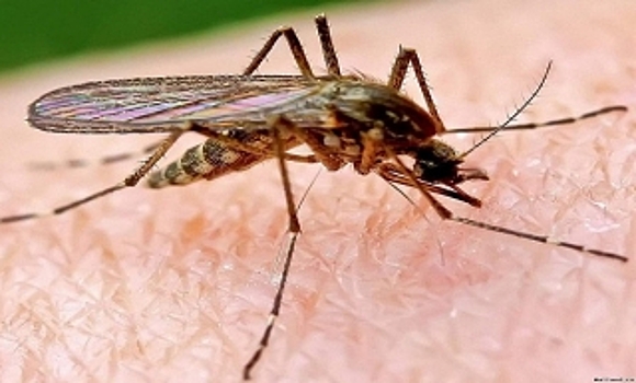 В Ноябрьске зарегистрирован случай малярии
