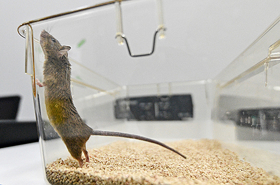 Мыши почувствуют коронавирус на себе