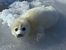 В Дагестане появится центр по спасению каспийских тюленей