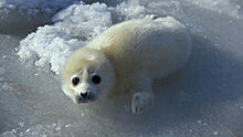 В Дагестане появится центр по спасению каспийских тюленей