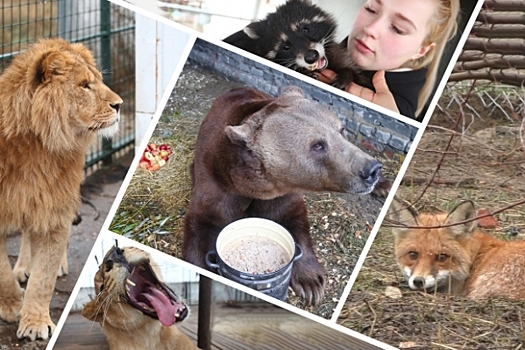 В Волгоградской области спасают диких и домашних животных попавших в беду