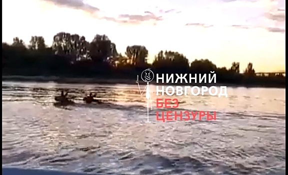 Переплывающих Волгу лосей заметили у Борского моста