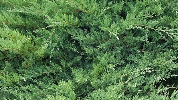 В Китае обнаружено можжевеловое дерево возрастом 916 лет