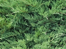 В Китае обнаружено можжевеловое дерево возрастом 916 лет