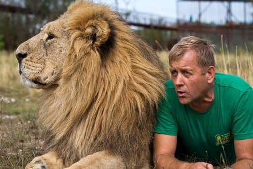 Владелец «Тайгана» Зубков сообщил, что напавшего на него льва отправят в зоопарк