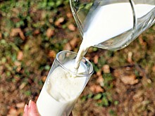 Аграрии России увеличили надои молока