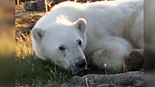 Ветеринары из Москвы помогут белому медведю из Диксона