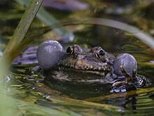 Нашествие лягушек в украинском городе попало на видео