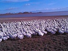 Гендиректор "Ак Барс Девелопмент" выкупил гусиную ферму под Казанью