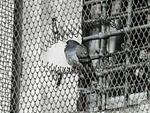 Начальникам исправительных учреждений дадут право вводить особый режим