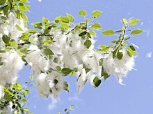 Как избежать обострения аллергии в сезон цветения тополей