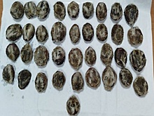 Из Бурятии незаконно вывезли крупную партию редкого биологического сырья