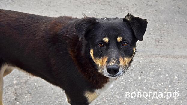 Нормативы на отлов и содержание бездомных животных увеличили в Вологодской области