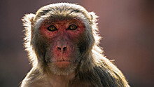 Вирусолог заявил, что россиянам не стоит бояться обезьяньей оспы