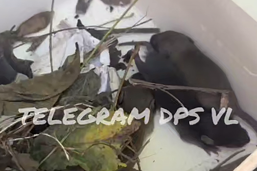 В Приморье на видео сняли крысят, поселившихся в автомобиле