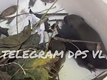 В Приморье на видео сняли крысят, поселившихся в автомобиле