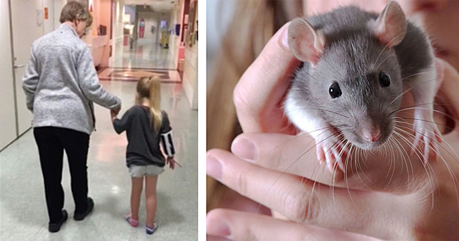 Девочку заразили опасной болезнью ручные крысы